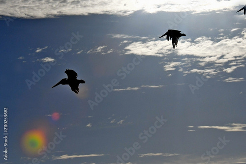 Three brown pelican silhouettes and lens flare, Bodega Bay, California 