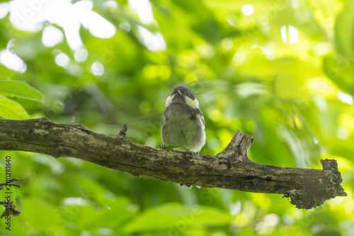 Fotografie 枝にとまるヒガラの幼鳥