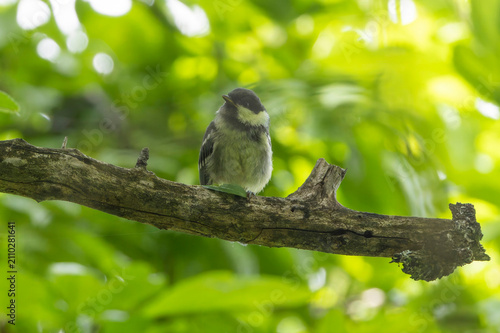 枝にとまるヒガラの幼鳥