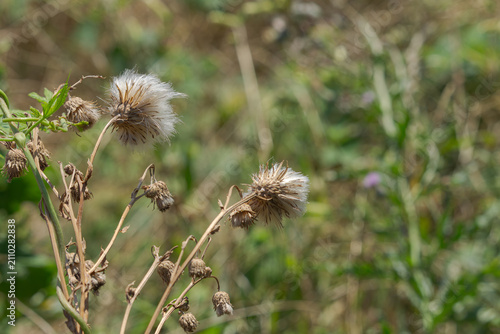 Canvas Print a group of thistles in the summer field