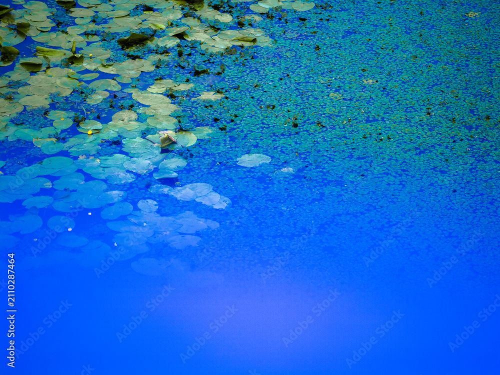 Fototapeta premium Aquatic plants including lily pads and duckweed creating a natural pattern on the serene, deep blue water of a pond, showing a peaceful wetland ecosystem