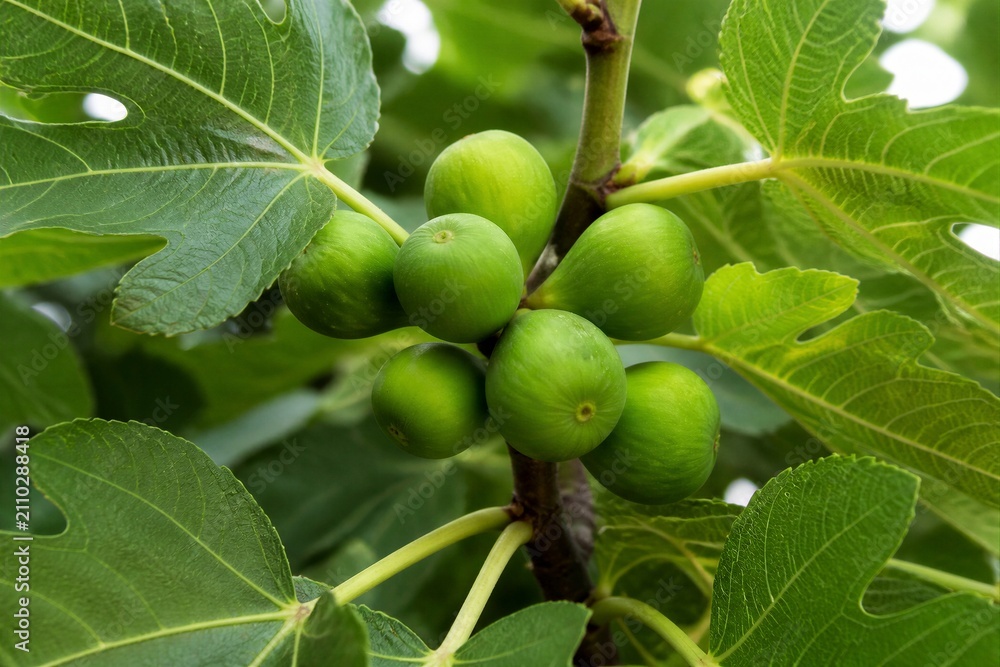 Fototapeta premium Cluster of green figs growing on leafy fig tree branch