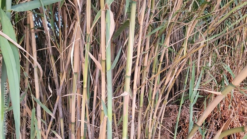 Foto Dense thicket of dry and green reeds in a natural environment.