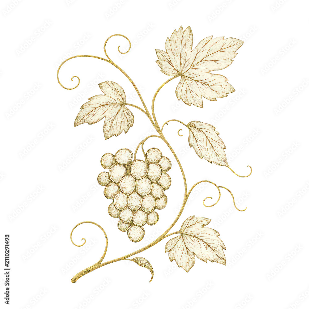 Obraz premium PNG Elegant vintage grape illustration