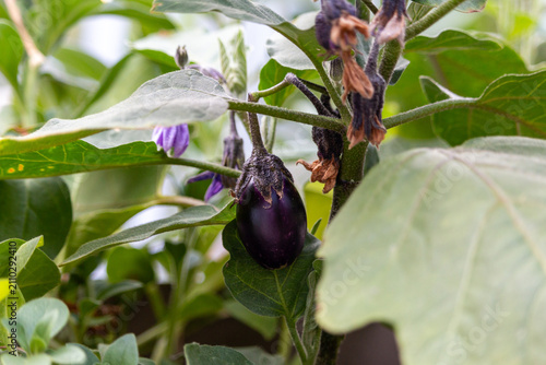 Baby eggplant growing in the garden