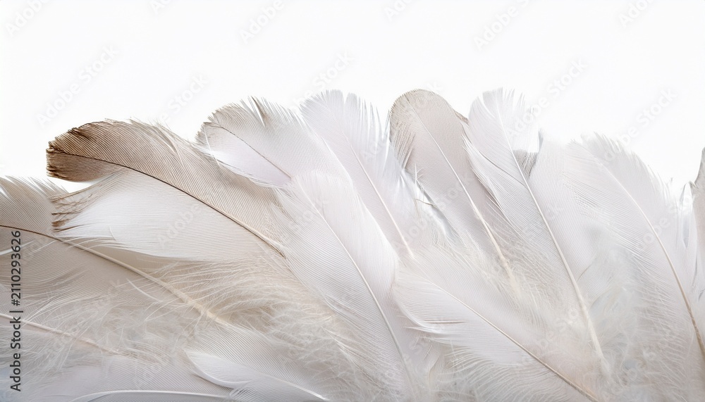 Naklejka premium White Duck Feathers Isolated Background