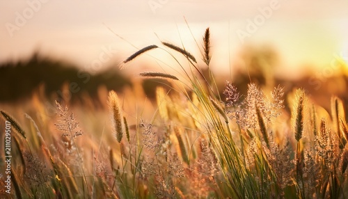 Spikelets Of Wild Grasses And Ears Herbs On Summer Meadow