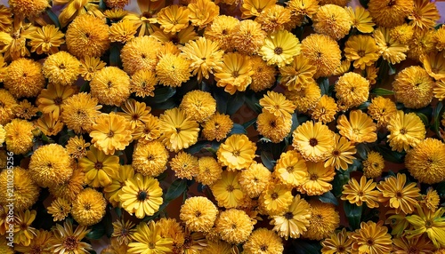 Yellow Flowers From Above