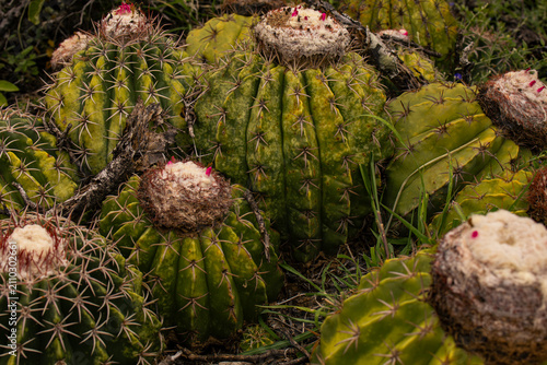 Cactus with fruits in the tatacoa desert in Colombia