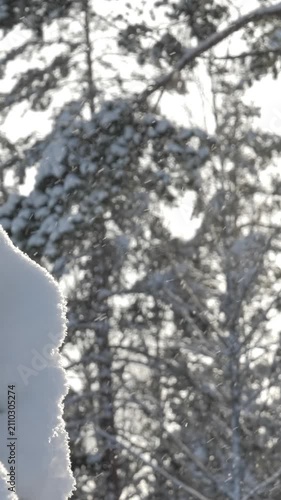Closeup shot of snow covered branches with snowfall in the background. Sunny day in a nordic coniferous forest during winter. Vertical shot.