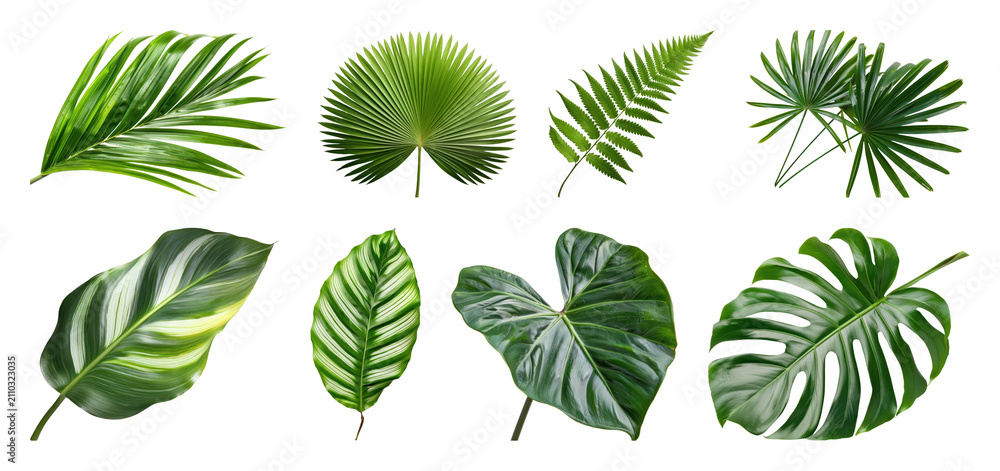 Obraz premium PNG Tropical leaves variety collection on transparent background