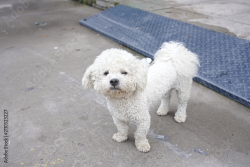 Fotografi A brave, quick-witted hunting dog, full of energy, obedient and always loyal to its owner