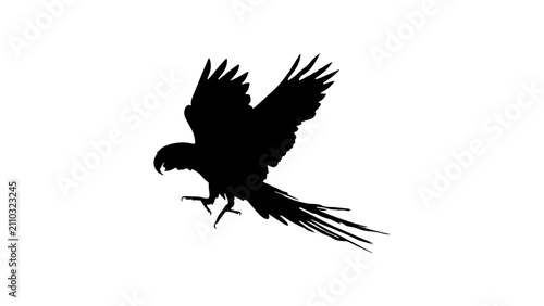 Foto Exotic Parrot or Macaw Bird Landing Silhouette