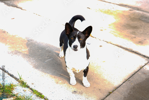 Bild auf Leinwand A brave, quick-witted hunting dog, full of energy, obedient and always loyal to its owner