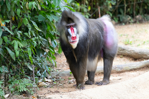 Bild auf Leinwand The male mandrill (Mandrillus sphinx)