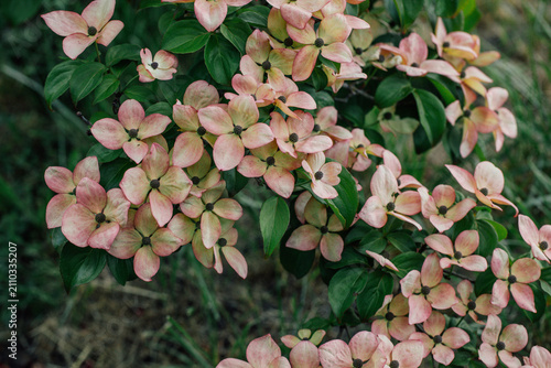 Fotografie white and pink dogwood flowers