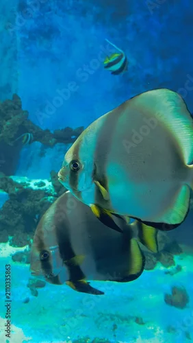 Obraz school of fish