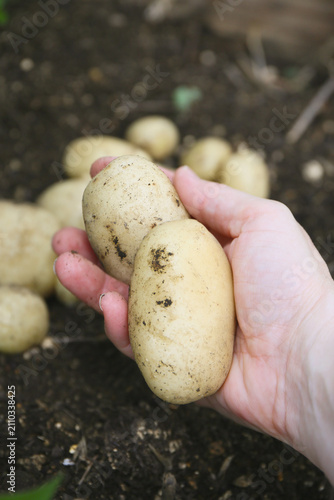 harvesting of yellow potatoes, soil background