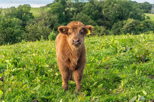 Foto Young Highland cattle calf standing in a green summer pasture