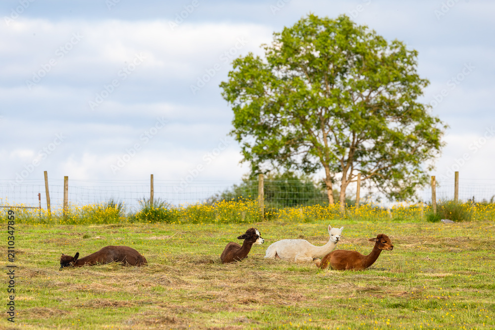 Fototapeta premium Herd of alpacas resting in buttercup pasture on a smallholding