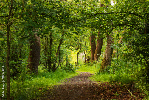 Cuadro en lienzo Woodland footpath through green broadleaf trees in summer