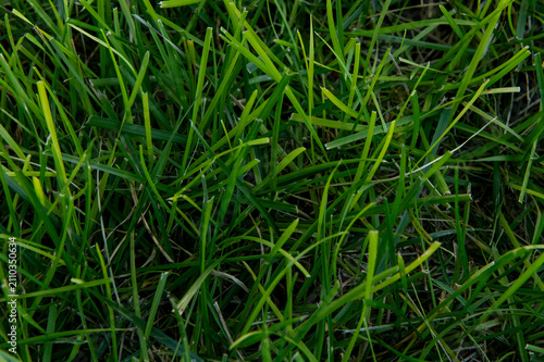 green grass background