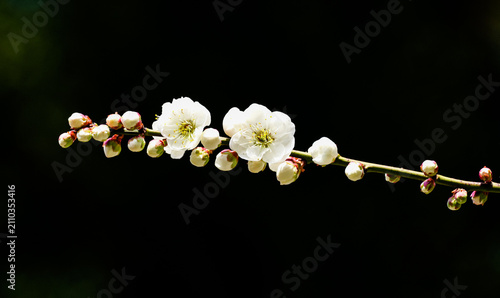 Beautiful blooming green calyx plum with white plum branches