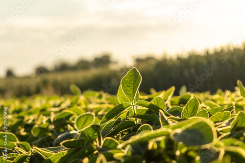 Leaves Are Seen Growing in a Field During the Evening With Sunlight Shining Through Them