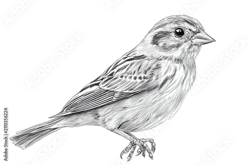 Yellowhammer pencil sketch bird art isolated on white background image
