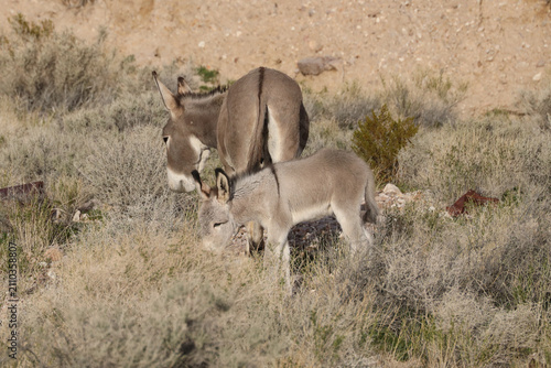 Wild burro and foal in the desert