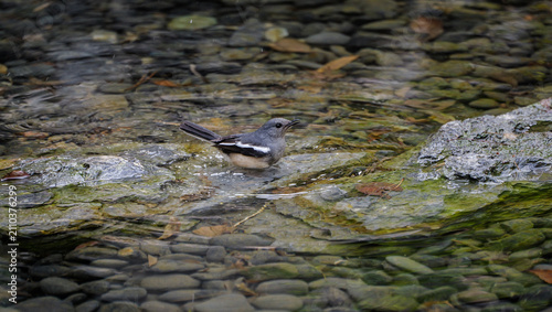 Foto A cute little bird happily taking a bath