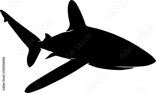 shark vector illustration