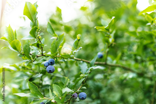 Ripe blueberries growing on a green bush branch in a sunny summer garden. Fresh organic berry concept under sunlight.