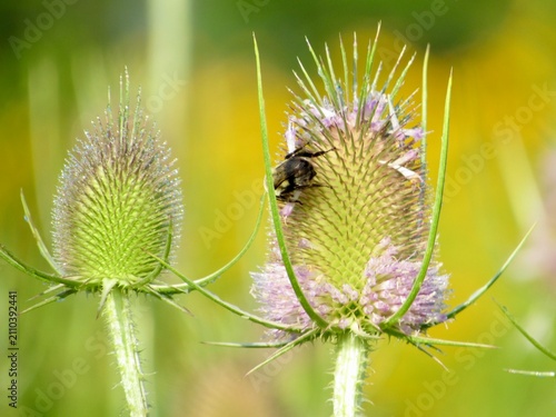 Foto bee on thistle