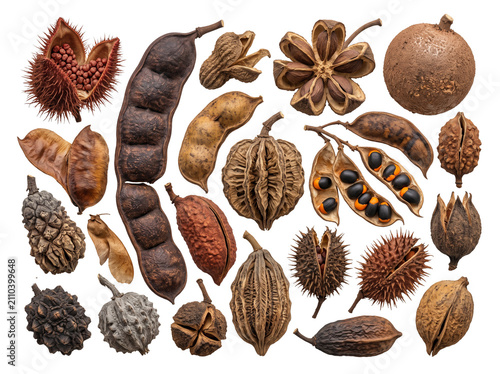 Collection of Rare Tropical Seed Capsules Isolated on White Background – Botanical Arrangement with Intricate Natural Textures PNG