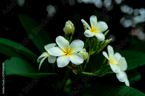Closeup Frangipani flowers with green leaves on blurred bokeh background. White Plumeria flower bloom in the garden. Tropical plant. Gentle white petal and yellow in center of flower. Spa wallpaper.