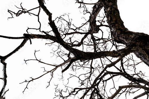 Bottom view of dead tree and disorganized branches isolated on white background. Death, hopeless, despair,sad, and lament concept. Halloween day background. Dead tree branch for graphic design.