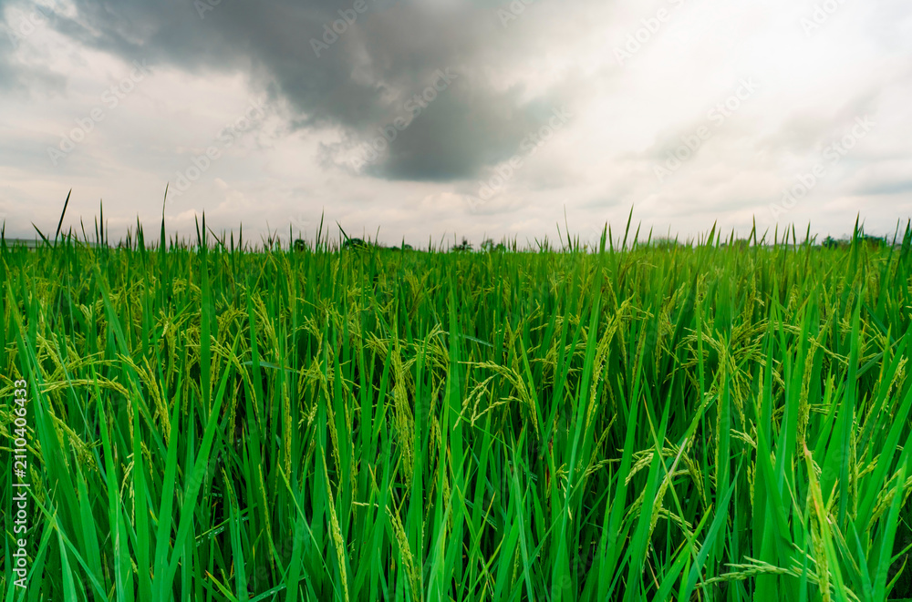 Obraz premium Green rice paddy field. Rice plantation. Organic jasmine rice farm in Asia. Rice growing agricultural farm. Beautiful nature of farmland. Asian food. Paddy field with stormy sky. Plant cultivation.