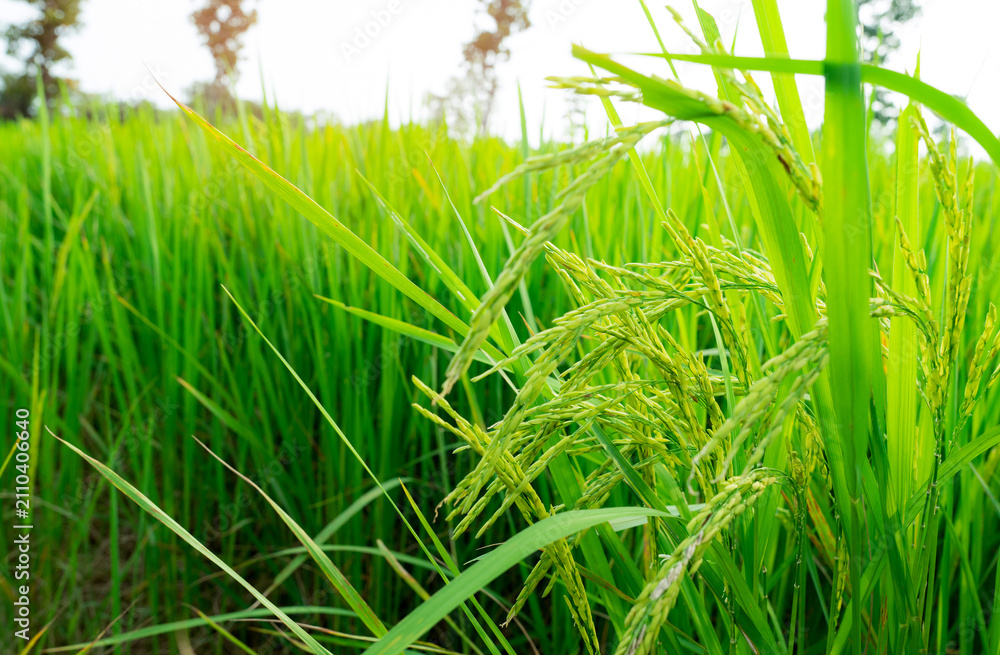 Fototapeta premium Selective focus on ear of rice. Green paddy field. Rice plantation. Organic rice farm in Asia. Rice price in the world market concept. Beautiful nature of farm land. Paddy field. Plant cultivation.