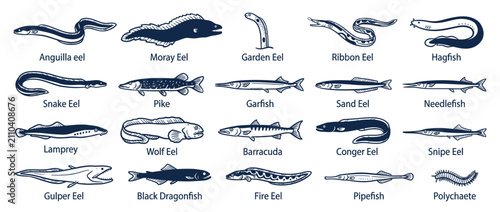 Foto Collection of Diverse Fish and Eels Illustrated