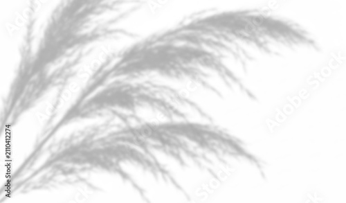 Fotografía Soft shadow of pampas grass leaves isolated on transparent background