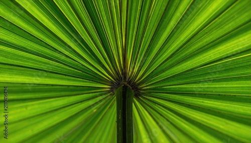 Close-up of a vibrant green fan-shaped leaf with radiating veins, backlit, showcasing intricate natural detail