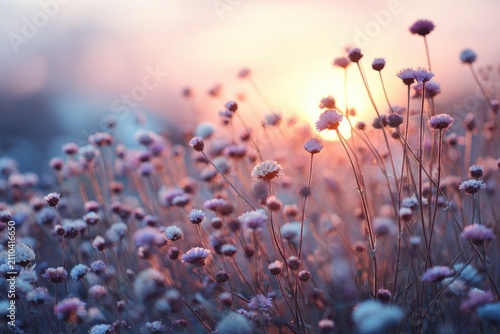 Close-up of small, delicate flowers bathed in the soft glow of a setting sun. Pastel colors create a serene and dreamy atmosphere