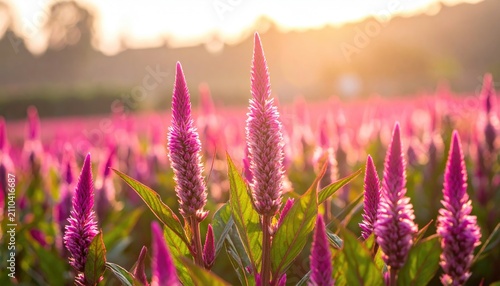 Close-up of vibrant, textured purple flowers in a sunny field at sunset. Green leaves and a blurred backdrop add depth