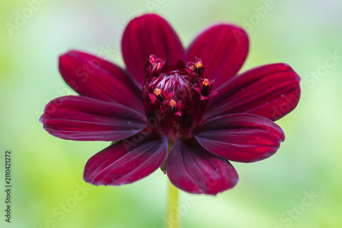 cosmos chocolate