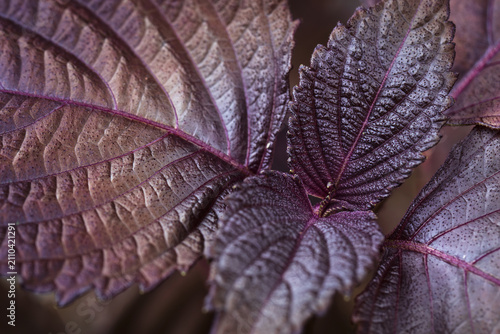 red shiso