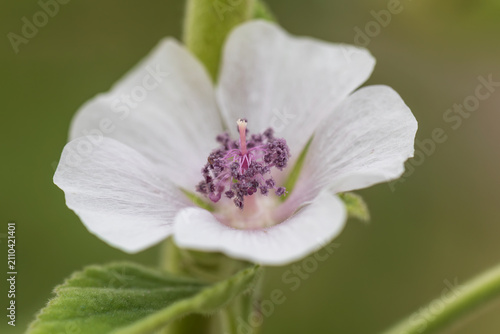 marsh mallow