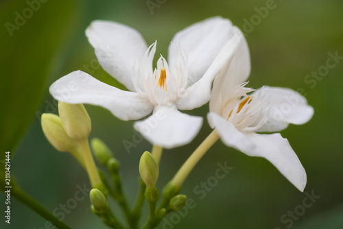 Ceylon wrightia
