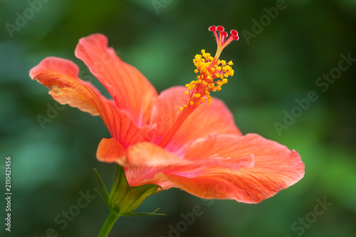 hibiscus