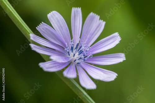 chicory